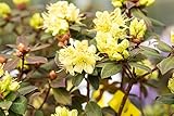 Rhododendron hanceanum 'Princess Anne' C 2 25-30 Zwergalpenrose 'Princess Anne',winterhart, deutsche Baumschulqualität, im Topf für optimales anw