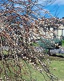 Japanische Zierweide 'Mt Aso' Salix gracilistyla C7,5 | Rosa Kätzchen-Weide | Winterhart | 60-100