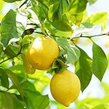 50 Pcs Zitronenbaum Winterhart Samen, Bonsai Baum Pflanzenkübel Spezielle Samen Lemon Tree - Zitrone - Bäume Garten Winterhart Saat Bio Geschenke Gewächshaus Balkon Ingarden Gartenp