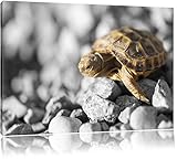 süße Schildkröte auf Steinen schwarz/weiß Format: 60x40 auf Leinwand, XXL riesige Bilder fertig gerahmt mit Keilrahmen, Kunstdruck auf Wandbild mit Rahmen, günstiger als Gemälde oder Ölbild, kein Poster oder Plak
