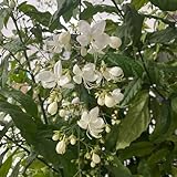 clerodendrum wallichii samen jasmin pflanze bio saatgut blumenbeet zierblumen blumendeko balkon blumensamen mehrjährig winterhart topfpflanzen draußen winterhart steingartenpflanzen 85p