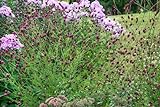 Sanguisorba officinalis 'Pink Tanna' P1 - Wiesenknopf, Winterhart, Rosarote Blüten, Bienenfreundlich, Pfleg