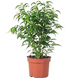 Birkenfeige 'Natasja' verzweigt - pflegeleichte Zimmerpflanze, Ficus benjamini - Höhe ca. 30 cm, Topf-Ø 12