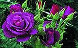 Neue frische 300 Stück 10 Farben Regenbogen-Rosensamen, hochwertige Balkonpflanzen, exotische schöne Blumensamen, Bonsai-Pflanze, Hausgarten,