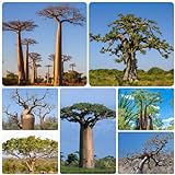 20 Pcs Affenbrotbaum Samen - Adansonia Digitata - Grünpflanzen, Gartendeko Für Draußen Baobab Baum Samen, Geschenke Für Gartenfreunde Bio Samen Alte Sorten, Baum Pflanzen Minig