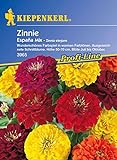Kiepenkerl, Zinnien, Zinnia elegans Espana Mix