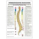 Dorntherapie Lehrtafel Anatomie 100x70 cm medizinische L