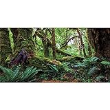 AWERT 61 x 41 cm Tropischer Wald Terrarium Hintergrund Grün Riesiger Baum Reptilien Habitat Hintergrund Regenwald Aquarium Hintergrund Haltbarer Vinyl Hintergrund (nicht Aufkleber)