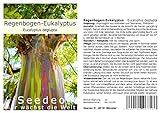 Seedeo Regenbogen-Eukalyptus (Eucalyptus deglupta) ca. 200 S