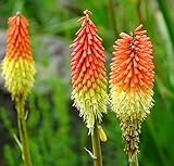 Fackellilie - Kniphofia Crown - Blume - Raketenblume - 50 S