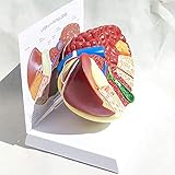 ERNZI Anatomisches Modell Der Menschlichen Leber Pathologische Leberstrukturmodelle Etiketten Medizinische L