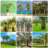 200 pcs palme baum samen - garten geschenke für männer palmensamen,Trachycarpus fortunei, balkonpflanzen winterhart deko pflanzen praktische geschenke hochbeet balkon winterharte kübelp