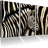 Zebra & Afrika Bilder auf Leinwand mit Keilrahmen/XXL Bild/Wandbilder/Kunstdruck/Fertig g