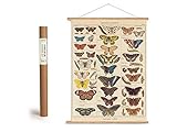Cavallini Vintage Poster Set mit Holzleisten (Rahmen) und Schnur zum Aufhängen, Motiv Schmetterling