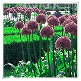 Winterhartige Allium-Zwiebeln - Einfach zu Pflanzen und Pflegen für Ihren Garten in Deutschland, Prachtvolle Blüten im ganzen Jahr，Zierlauch Zwiebeln-3 Zwiebeln-I