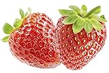 10 Pflanzen Feinschmecker-Erdbeere Senga-Sengana Topfgew