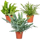 3x Air Purifying Farn Mix – Asplenium-Phlebodium-Nephrolepis – ⌀12 cm – ⌀25-35