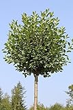 Kugelkirsche, Stämmchen, Höhe: 180-190 cm Prunus fruticosa Globosa, Steppenkirsche + Düng
