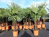 gruenwaren jakubik XXL Palme winterhart 140-170 cm Trachycarpus fortunei, Hanfpalme, Top-Q