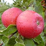 Santana (S) Allergikerapfel Apfelbaum Apfel Zwergbaum ca. 110-140 cm 7,5 L Topfballen M9