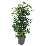Exotenherz - Ficus benjamini 'Danielle' im 17cm Top