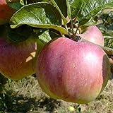 Apfelbaum Ontarioapfel robuster Winterapfel mit viel Vitamin C Busch ca.110-140 cm 9,5 L Topf M 26