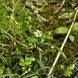 100 Pcs Sternmoos Samen Kaufen - Bio Saatgut, Winterharte Sträucher, Wildblumensamen Mehrjährig Winterhart Kräuter Samen Mehrjährig, Hochbeet Samen, Blumen Balkon Bodendecker Gartenkräuter,