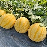 wassermelone samen - garten pflanzen obst samen, steingartenpflanzen winterhart winterharte kübelpflanzen melonensamen obstpflanzen garten melonenpflanzen bio saatgut wassermelonen 150p