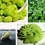 PERZOE 100 Stück Samen, japanische Meerrettich-Gemüse-Kräuter-Gewürz-DIY-Heimp