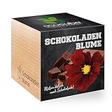 Feel Green 296251 Ecocube Schokoladenblume, Blüten Duften Nach Schokolade, Nachhaltige Geschenkidee (100% Eco Friendly), Grow Your Own/Anzuchtset, Pflanzen Im Holzwürfel, M