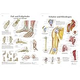 3B Scientific Lehrtafel laminiert - Fuß und Fußgelenke - Anatomie und Pathologie & Lehrtafel - Schulter und Ellenbog