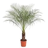 Phoenix Roebelenii Zwergdattelp