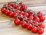 Cherry-Tomate - Tomate Sweet Million F1 - sehr süß und ertragreich - 20 S