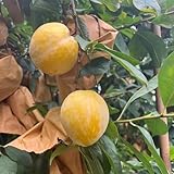 30 pcs Pflaumenbaum Winterhart Samen zwergobstbäume kräutergarten geschenk Mirabellenbaum Samen obstbäume exotische pflanzen bio saatgut frisches obst winterharte pflanzen für g