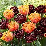 Tulpenzwiebeln Black and Orange Mix (20 Zwiebeln) exklusive schwarze Tulpen aus Holland, winterhart und mehrjährig für Garten, Töpfe, Balkon aus Amsterdam (große Knollen, kein Samen, nicht künstlich)