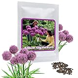 Magic of Nature Riesen Zierlauch - 30 Samen je Pack - Optimales Wachstum bis zu 150cm - Winterharte Zierpflanze für Deinen Garten - Violette Blütenfarbe - Allium giganteum - mehrjährig