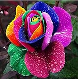 Haloppe 100 Stück Regenbogen-Rosen-Blumen-Pflanzen-Samen für die Bepflanzung des Hausgartens, Regenbogen-Rosen-Samen Jährliche Garten-Blumensamen für den Balkon Saatg