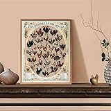 SCHAAN Vintage-Poster „Das Geflügel“, Hahn, Huhn, Hühnerrassen, Wandkunst, Leinwandgemälde, Bild, Bauernhaus, Küchendekoration, 40 X 60 Cm, Ohne R