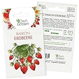 Erdbeeren Samen: Premium Erdbeer Samen für ca. 50 kleine Balkon Erdbeeren Pflanzen zur Aussaat – Balkon Garten Samen zum Pflanzen – Obst Samen und Erdbeerpflanzen Saatgut – Pflanzensamen von OwnGrow