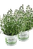2x Zitronen-Thymian Pflanze, Zitronenthymian, Thymus citriodorus, Marktfrische Pflanze im Doppelpack 2