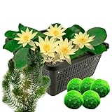vdvelde.com - Gelbe Zwergseerose + Sauerstoffpflanzen gegen Algen - - Kombi-Set- 8 Pflanzen- Platzierung: -1 bis -40