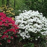 Gardeners Dream Weiße Azalee (1 Stk.) – Japanische Rhododendron-Pflanze – Immergrüne Azalee, winterhart – mehrjährige, blühende, winterharte Topfgartenpflanzen – winterharte Kübelp