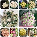 Wachsblume samen, blumen samen stauden gartenblumen steingartenpflanzen, frühlingsblumen hängepflanzen winterhart mehrjährig, balkon pflanze bonsai Zierblumen gartenpflanzen 180p