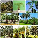350 pcs palme winterhart samen - baumsamen pflanzensamen palmensamen,Trachycarpus fortunei, bonsai baum grünpflanzen garten geschenke für männer ausgefallene geschenke nachhaltige geschenk