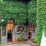 200 pcs Parthenocissus tricuspidata wilder Wein samen - gewächshaus balkon indoor plants Creeper,Parthenocissus Quinquefolia hochbeett pflanzen anzucht ausgefallene geschenke dachbegrünung