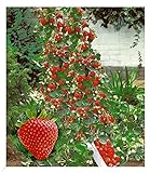 BALDUR Garten Kletter-Erdbeere 'Hummi®', 3 Pflanzen Fragaria Erdbeerbäumchen schnellwachsende und rankende Klettererdbeeren, selbstfruchtend, winterhart, blühend, Fragaria x