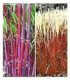 BALDUR Garten Gräser-Kollektion winterhart, 2 Pflanzen besteht aus 1 Pflanze, rote Bambus Chinese Wonder Fargesia jiuzhaigou No.1 und 1 Pflanze, Ziergras Indian Summer Chinaschilf, mehrjährig, blü