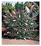 BALDUR Garten Sommerflieder 'Papillion Tricolor', 2 Pflanzen, Buddleja davidii, Buddleia Schmetterlingsflieder Tricolor Schmetterlingsstrauch Zierstrauch, winterhart, b