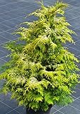 Chamaecyparis lawsoniana Sunny Kiss - Zypresse Sunny Kiss Größe 20-30