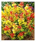 BALDUR Garten Traubenheide 'Curly Gold®', 1 Pflanze, attraktive Blattfärbung, winterhart, pflegeleicht, blühend, Leucothoe axillaris, außergewöhnliches Farbsp